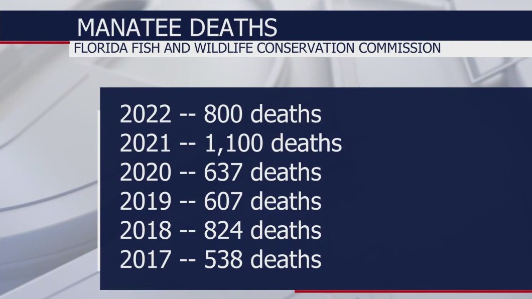 Manatee deaths lower in 2022 than previous year